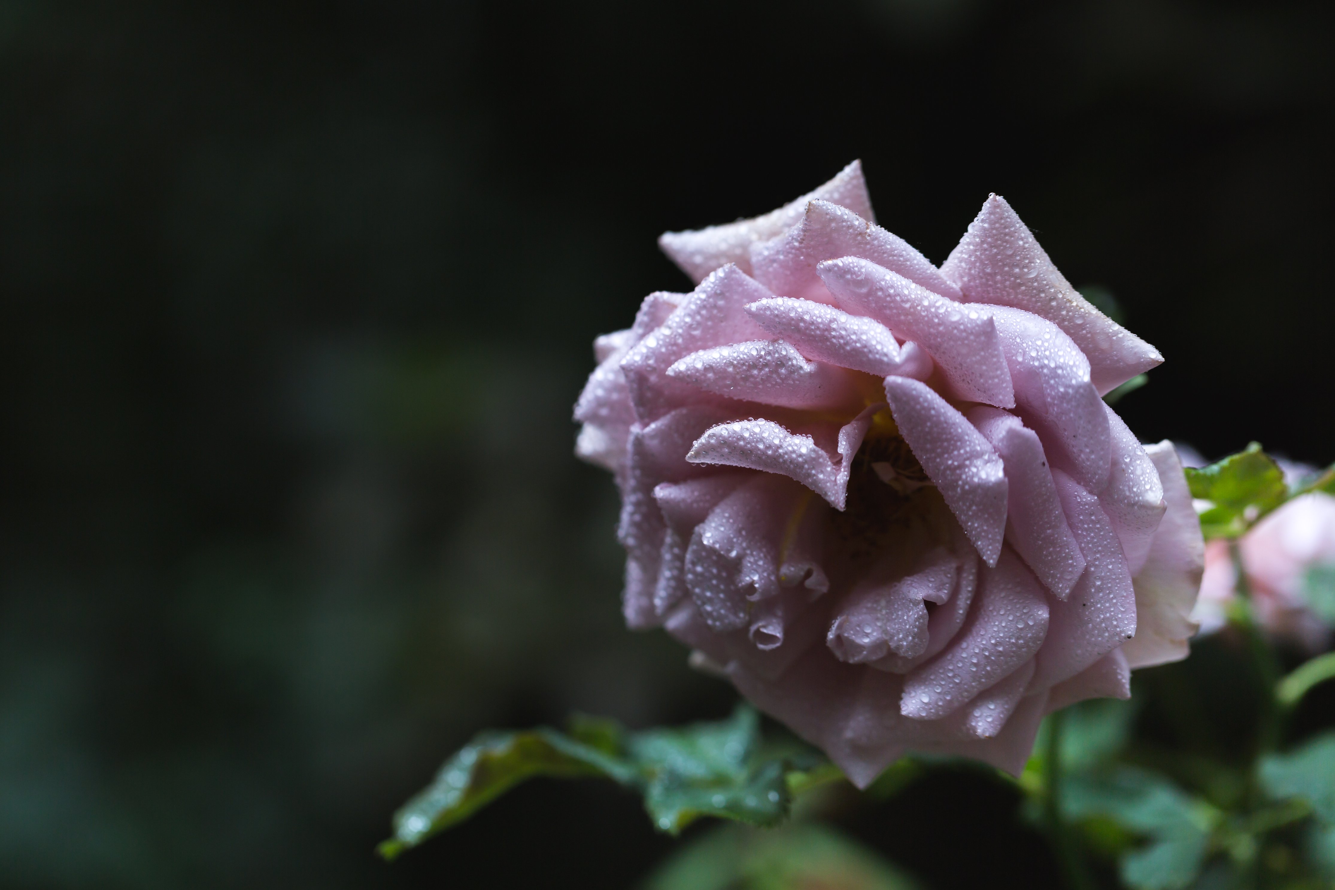 Dropplets Rose rose-with-water-droplets (1) – A Rose is a Rose is a Rose